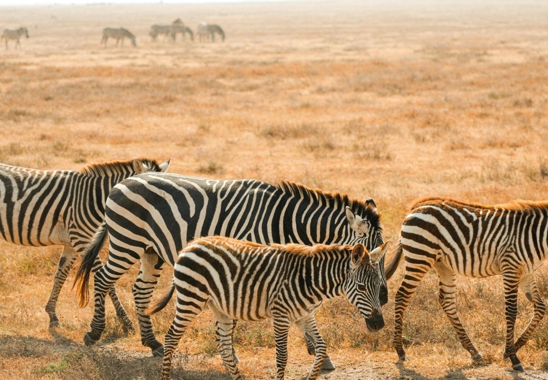 tanzania elite safari (4)