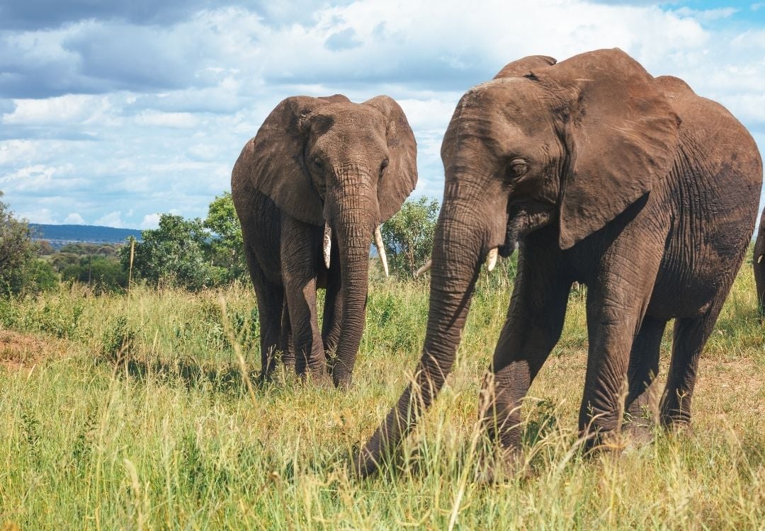 tanzania elite safari (5)