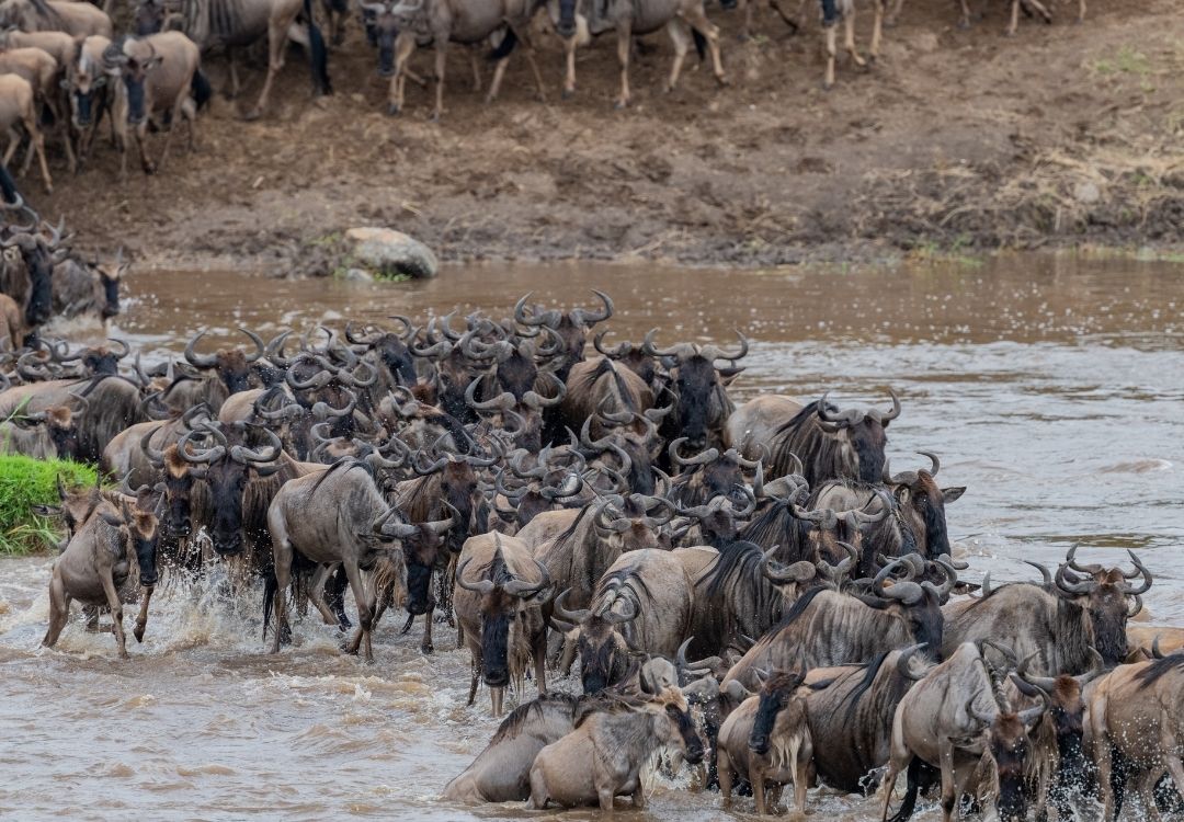 tanzania elite safari (6)