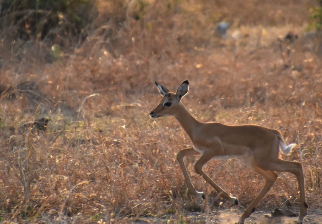 tanzania elite safari (7)