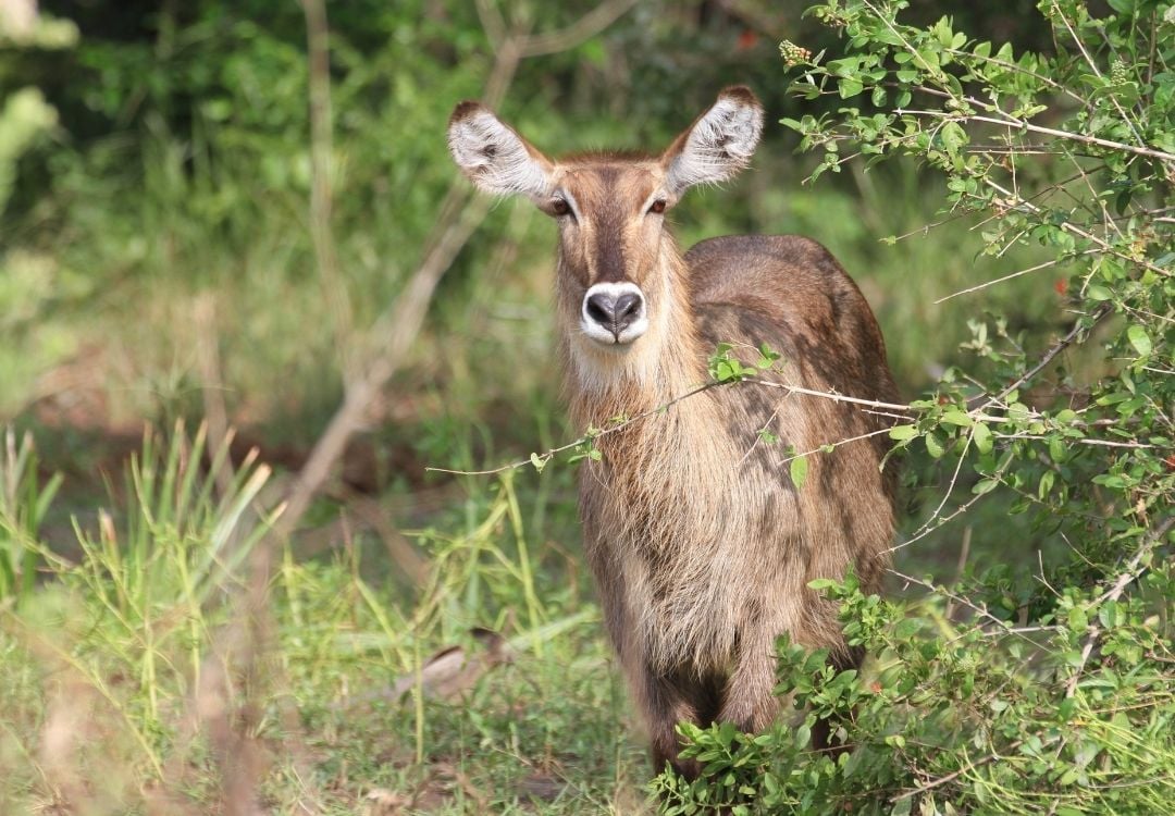 tanzania elite safari (9)