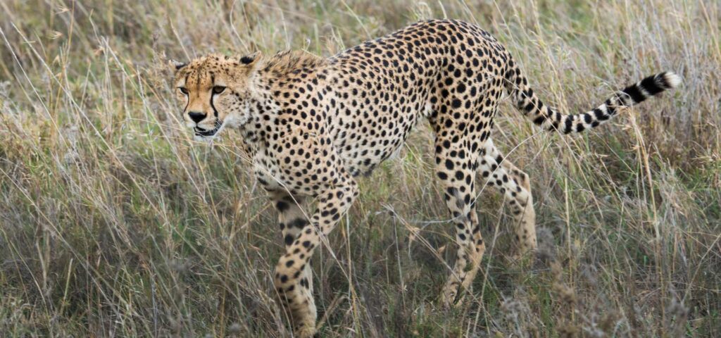 The best 7-day Tanzania Northern Circuit Safari