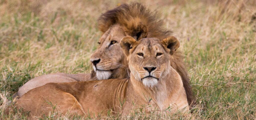 The best 4 days Tanzania safari