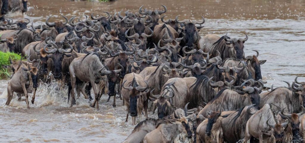 Best 6 days Serengeti Wildebeest Migration Safari
