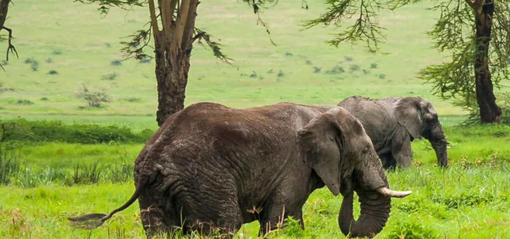 The best 6-day Tanzania Northern Circuit Safaris