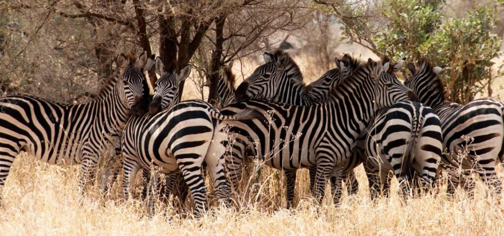 The best 3 days Tanzania safari