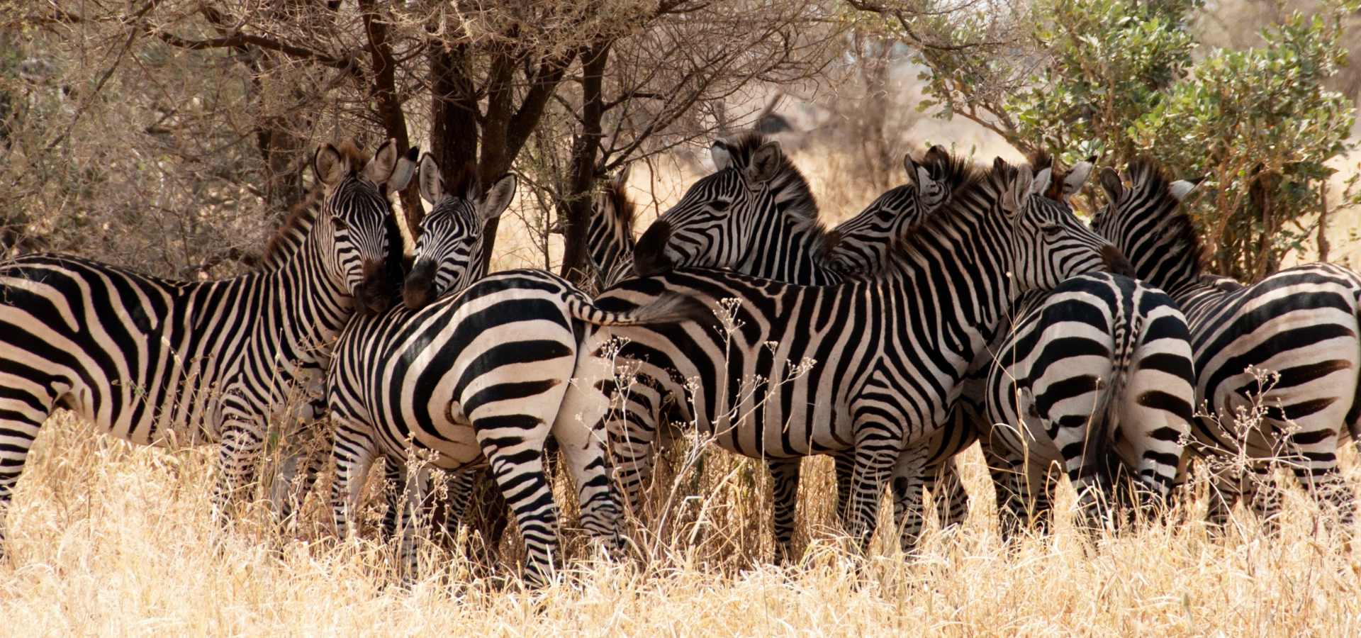 The best 3 days Tanzania safari
