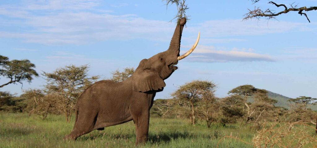 6 Days Serengeti Ngorongoro Big Five Safari