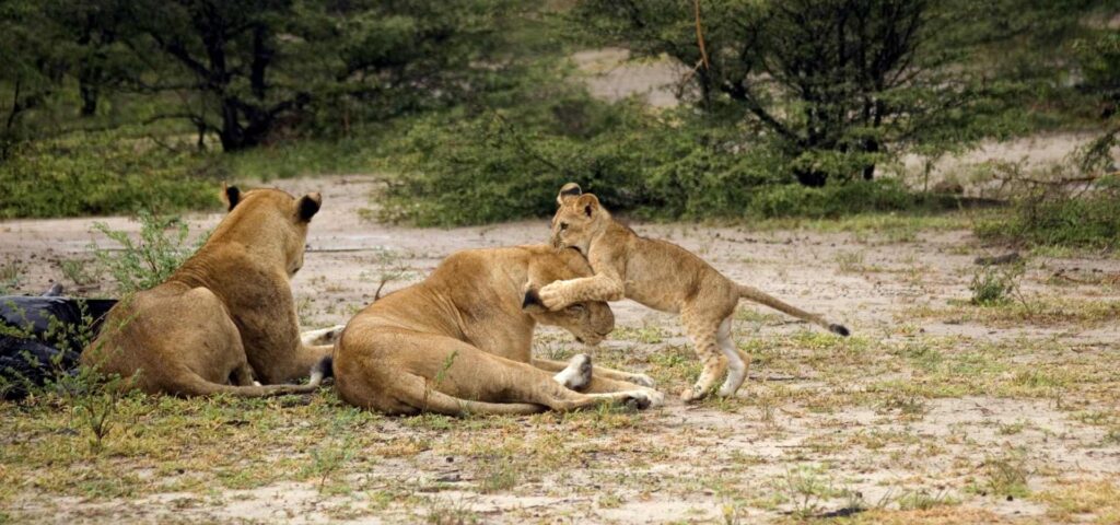 Selous national park(1)