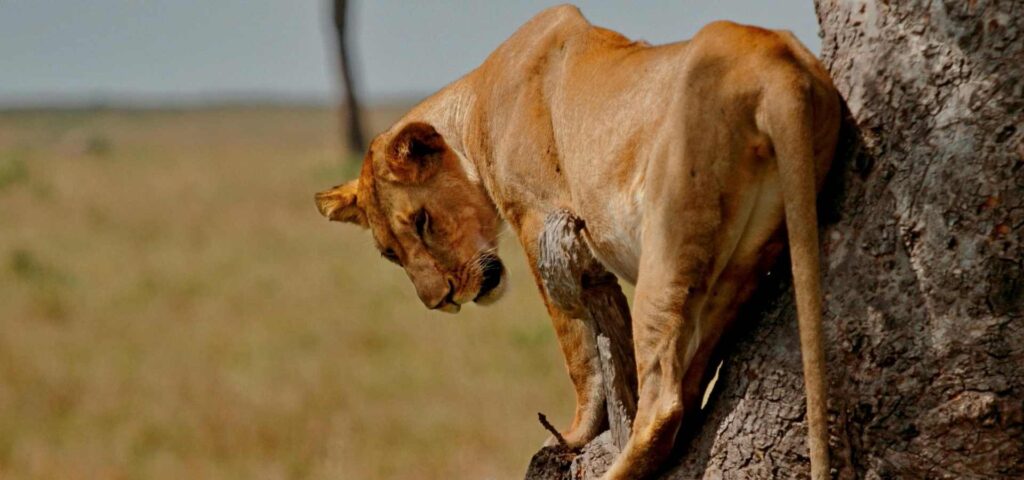 Best Time to Visit Tanzania for Wildlife Safaris