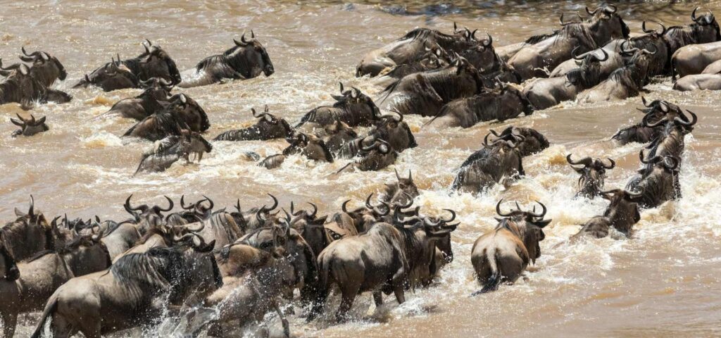8 Days Serengeti Migration Zanzibar Holiday